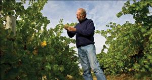 A white man with a beard stands between vineyard rows holding grapes on the vine. Blue sky above.